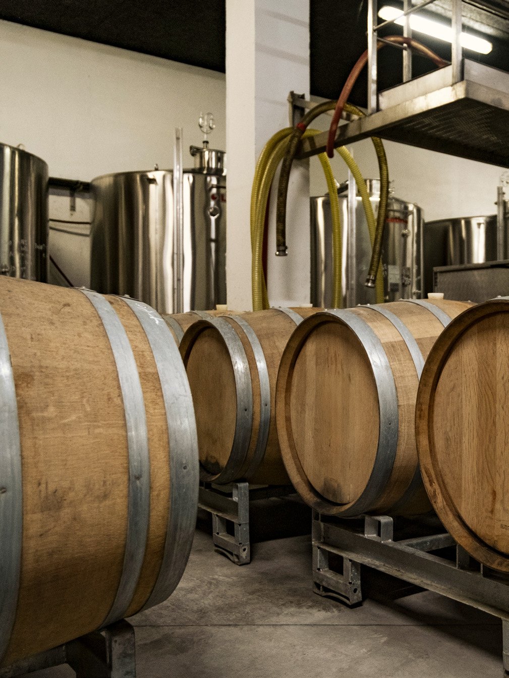 Oak barrels and steel tanks in the cellar