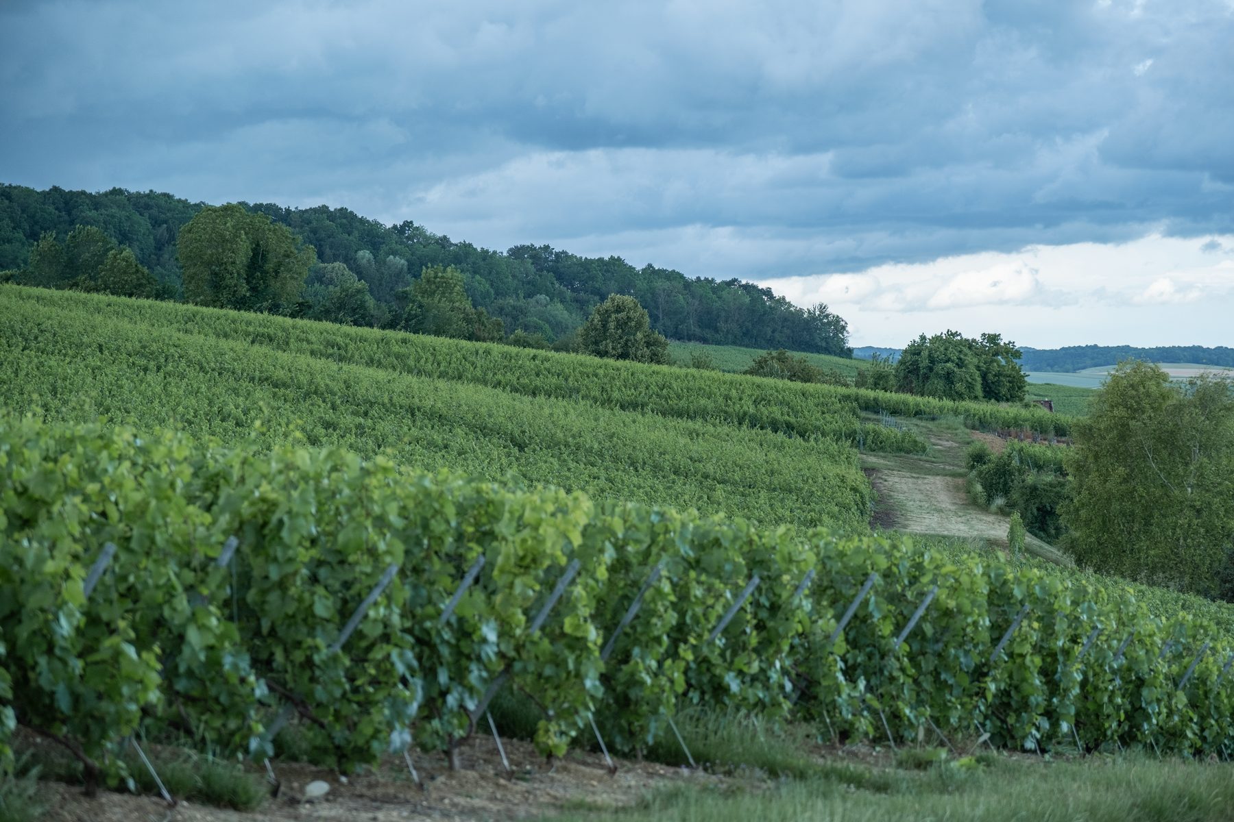 Rows of vines on a Champagne hillside